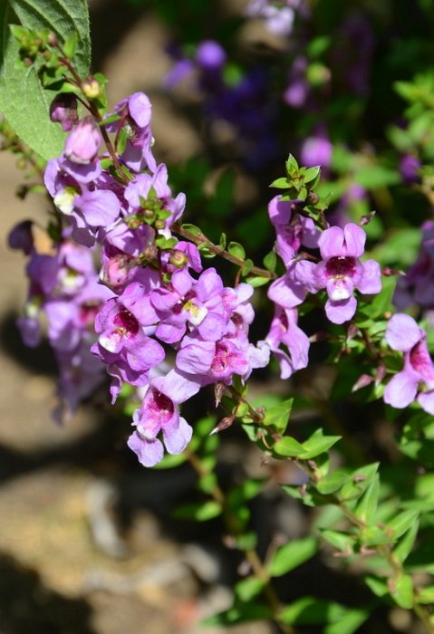 Angelonia angustifolia 'Serena melange' (2)